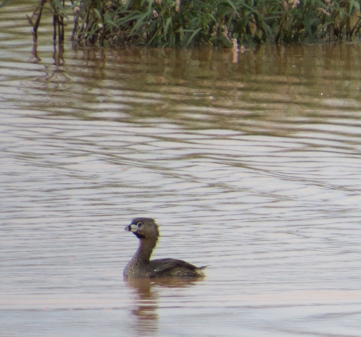 Pied-billed Grebe - Dawn Zappone