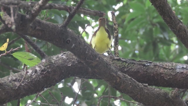Great Kiskadee - ML659124296