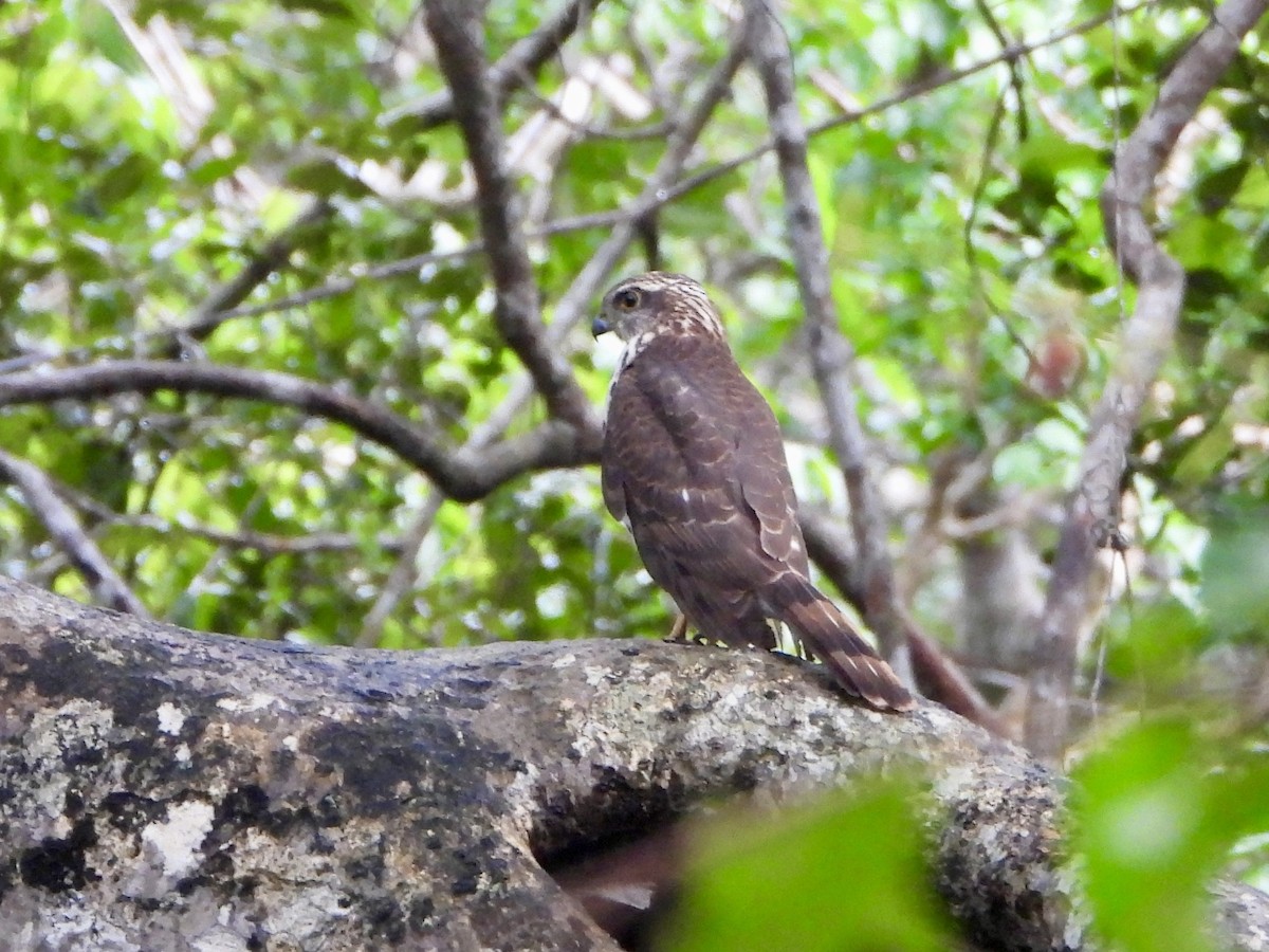African Goshawk - ML659125624