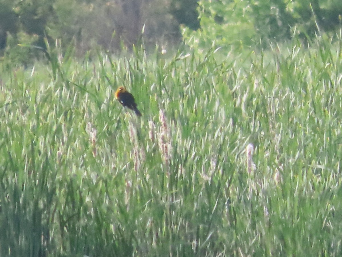 Yellow-headed Blackbird - ML659126075