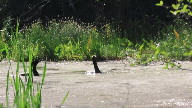 Double-crested Cormorant - ML659126115