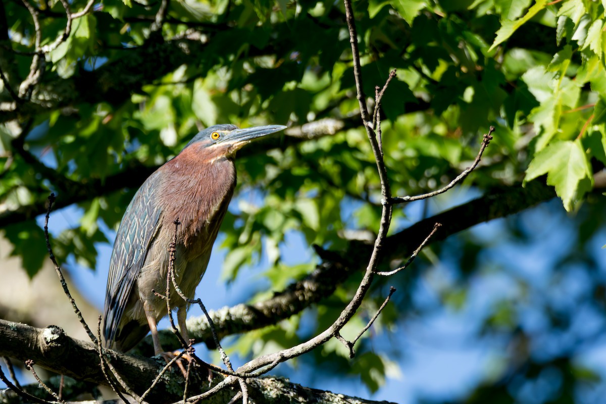 Green Heron - ML659126122