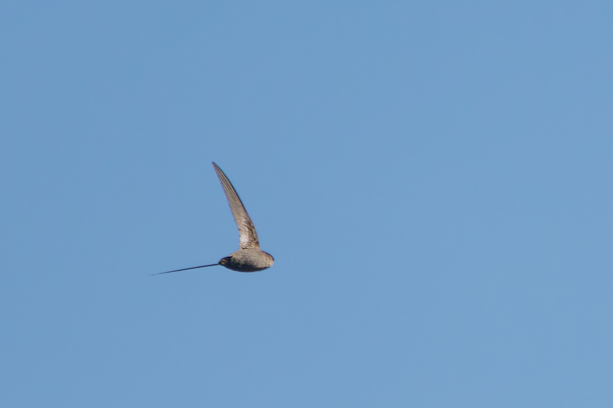 Chimney Swift - ML659126133