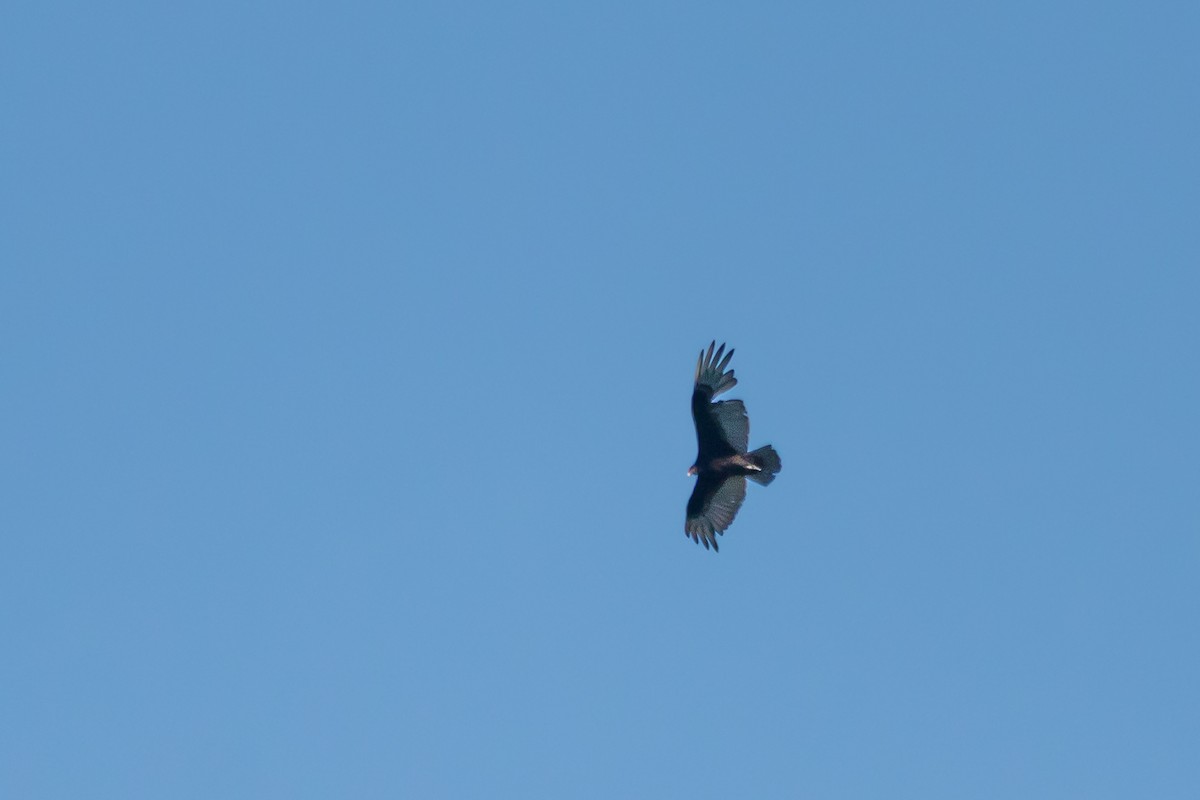 Turkey Vulture - ML659126145