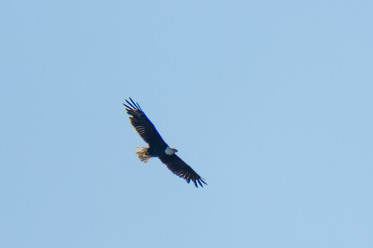 Bald Eagle - ML659126150