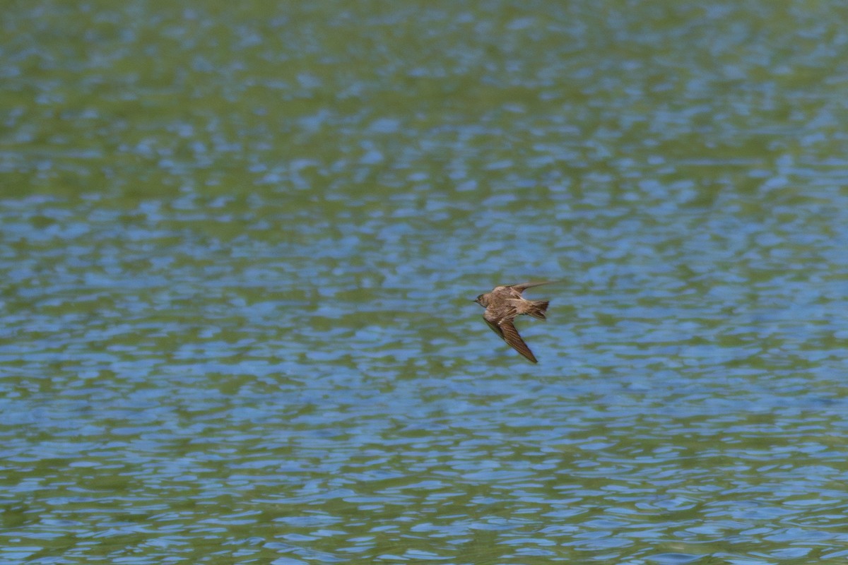 Northern Rough-winged Swallow - ML659126154