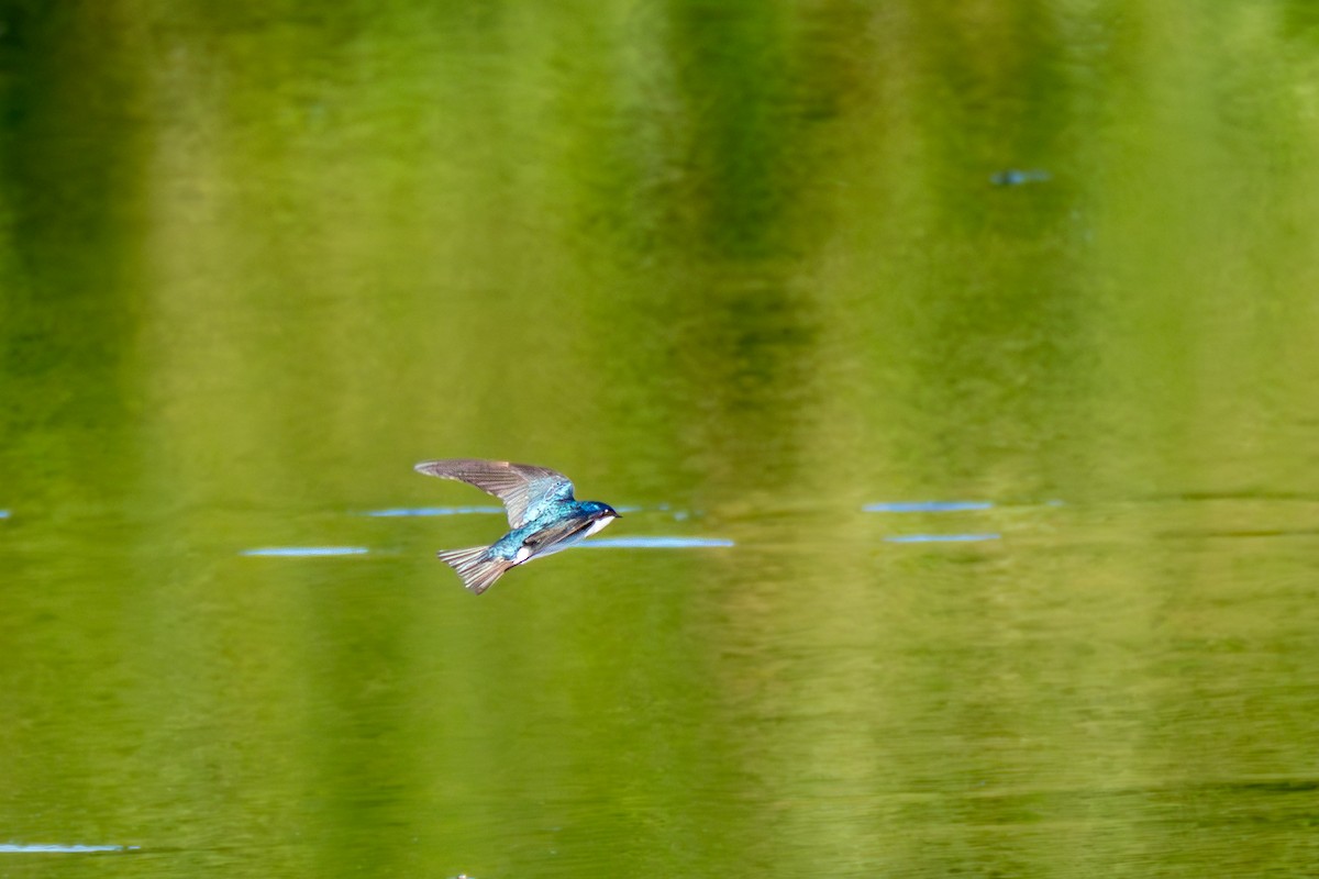Tree Swallow - ML659126164