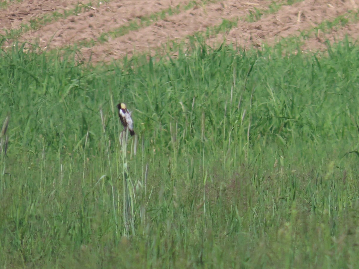 Bobolink - ML659126296