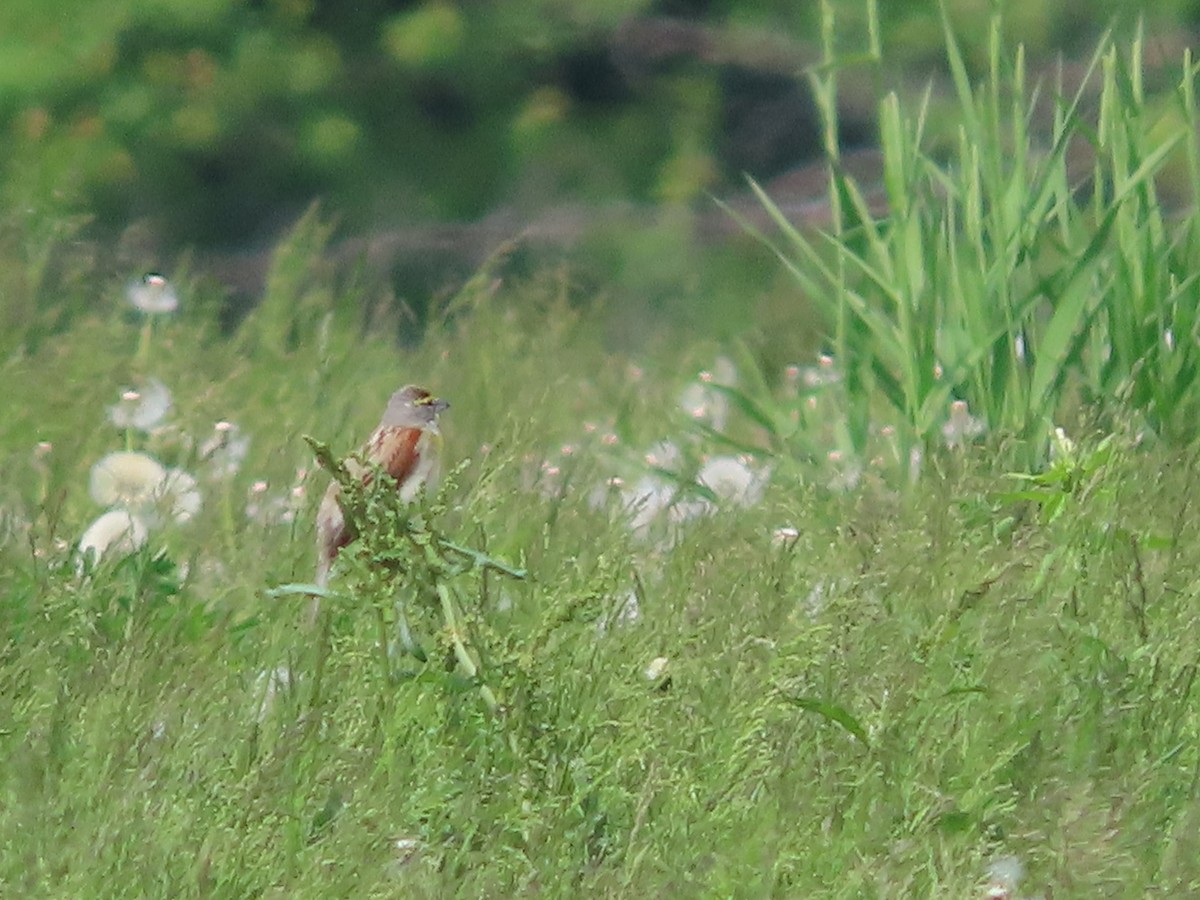 Dickcissel - ML659126352