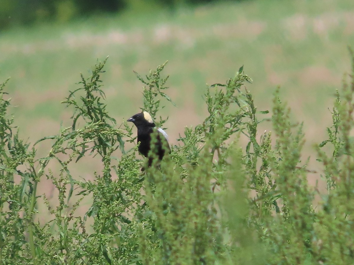 Bobolink - ML659126371