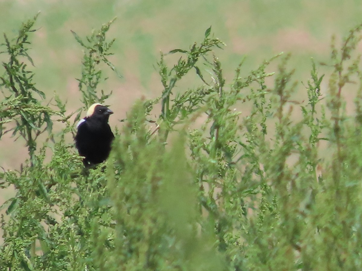 Bobolink - ML659126377