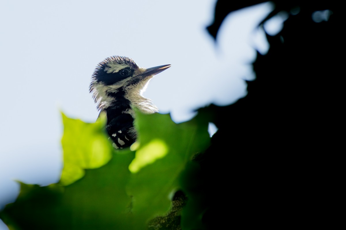 Hairy Woodpecker - ML659126440