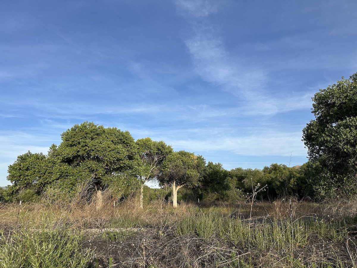 null - ML659127412