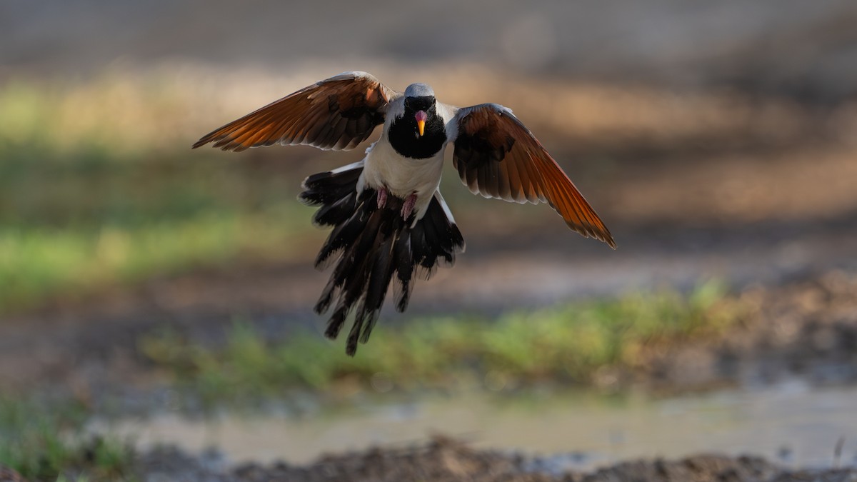 Namaqua Dove - ML659127649