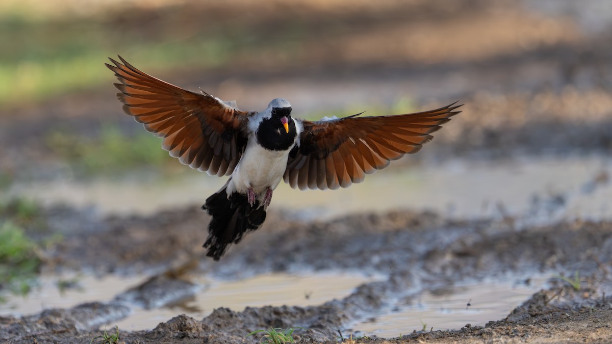Namaqua Dove - ML659127650