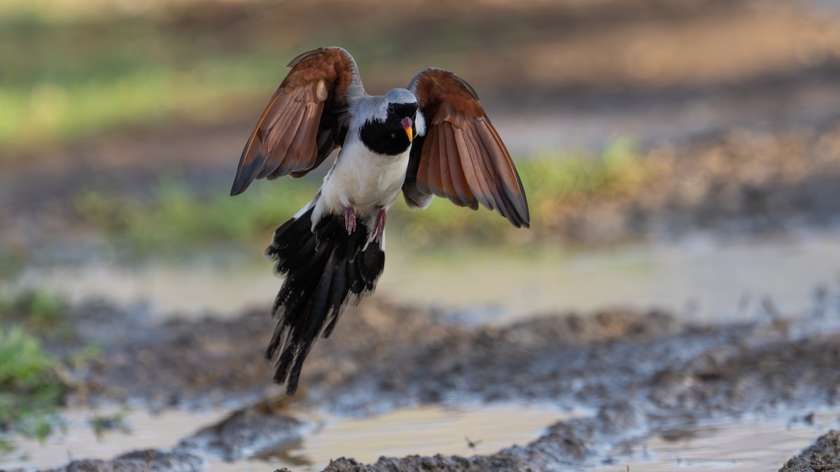 Namaqua Dove - ML659127652