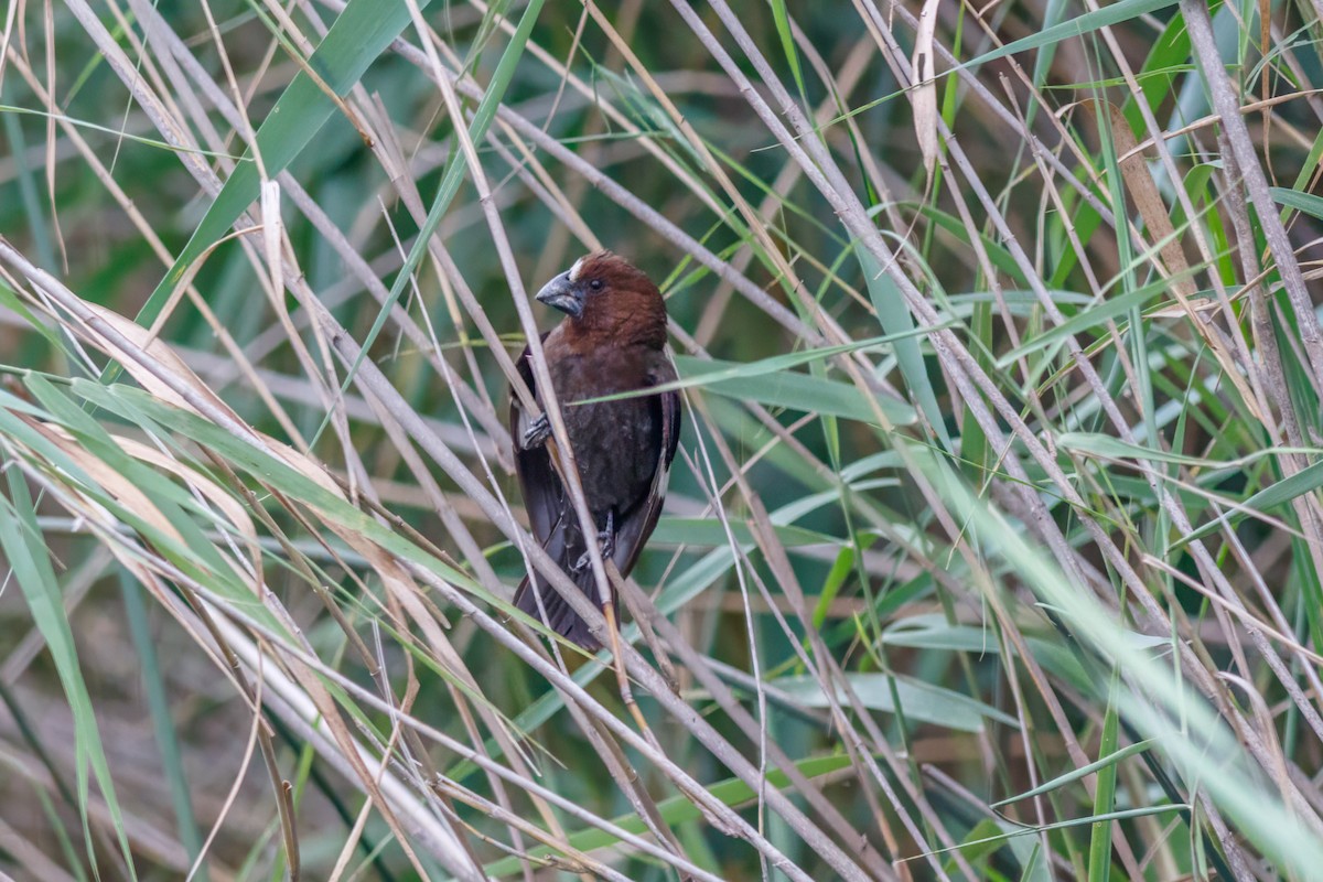 Grosbeak Weaver - ML659127942