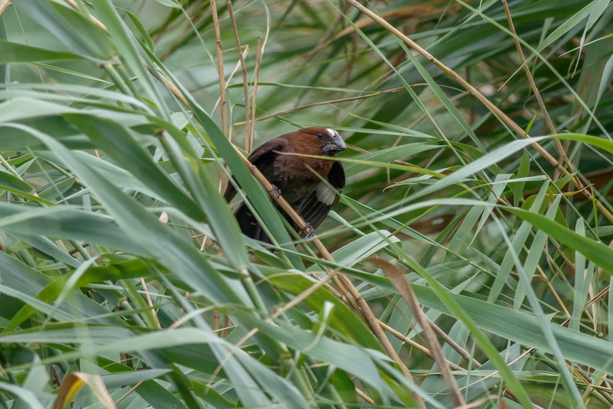 Grosbeak Weaver - ML659127943
