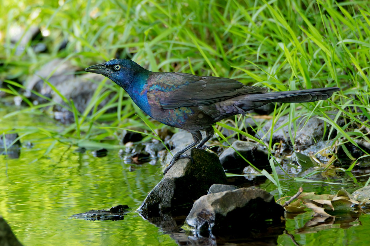 Common Grackle - ML659128058