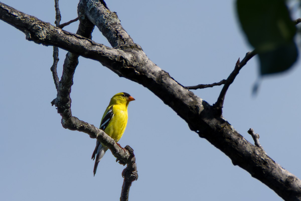 American Goldfinch - ML659128069