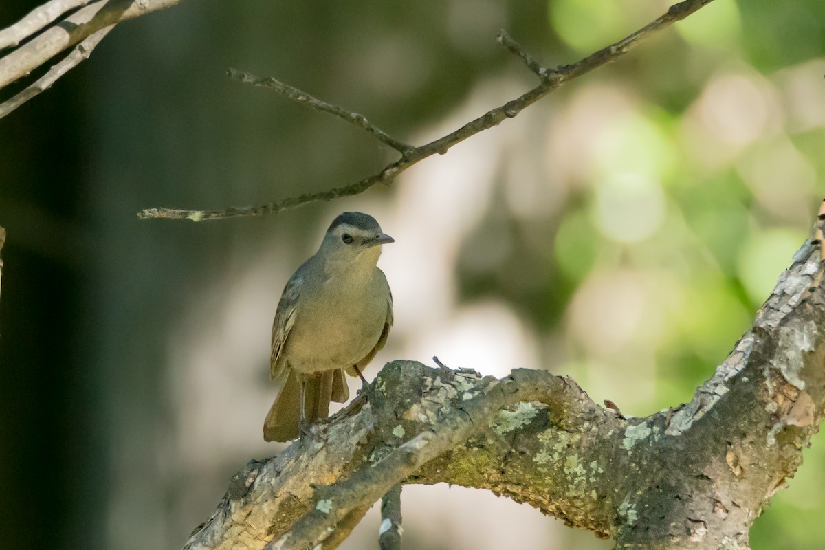 Gray Catbird - ML659128076