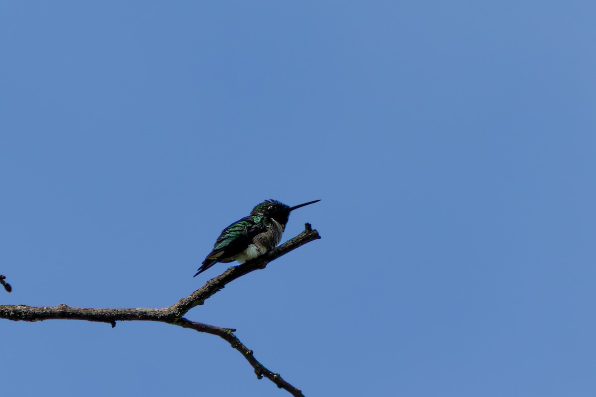 Ruby-throated Hummingbird - ML659128081