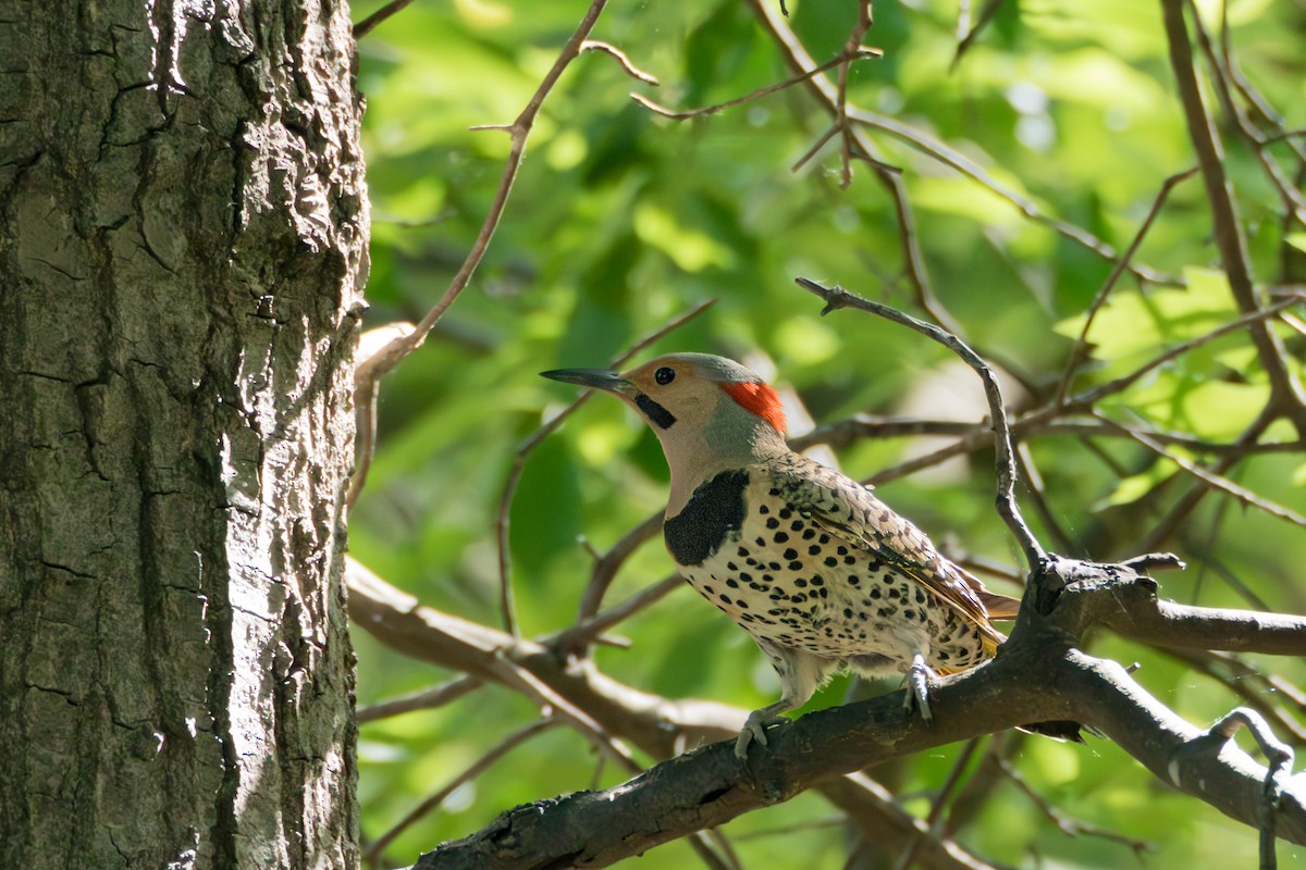 Northern Flicker - ML659128093