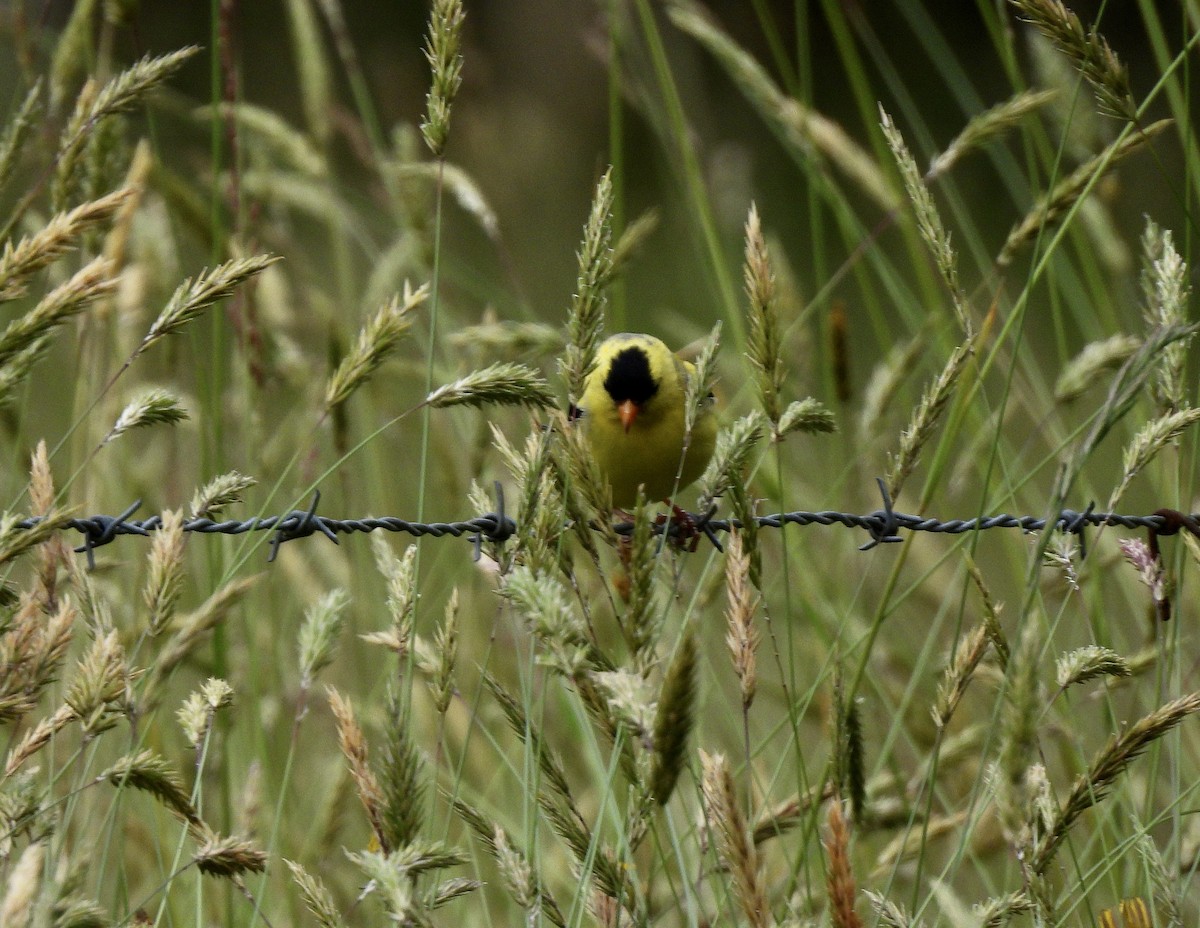 Chardonneret jaune - ML659128110