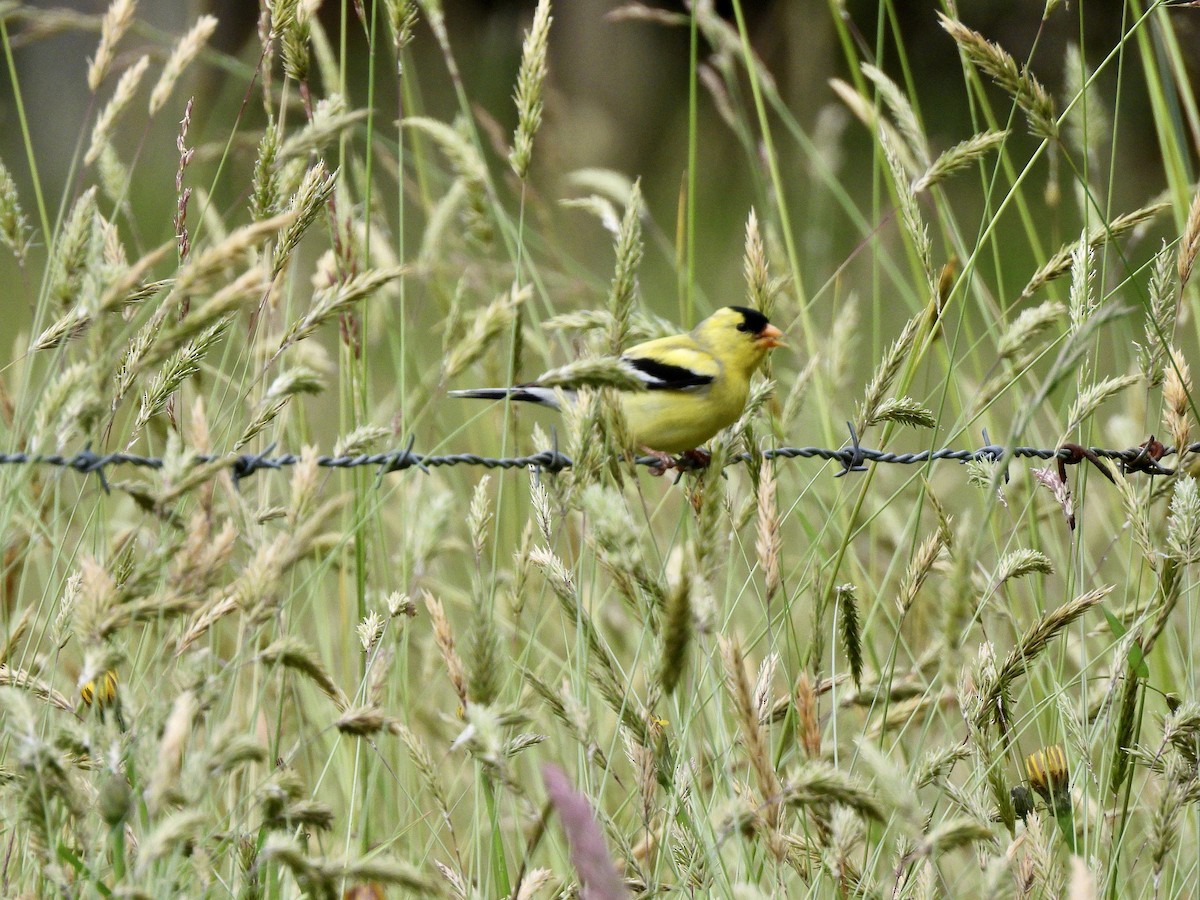 Chardonneret jaune - ML659128111