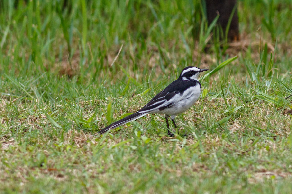 African Pied Wagtail - ML659128118