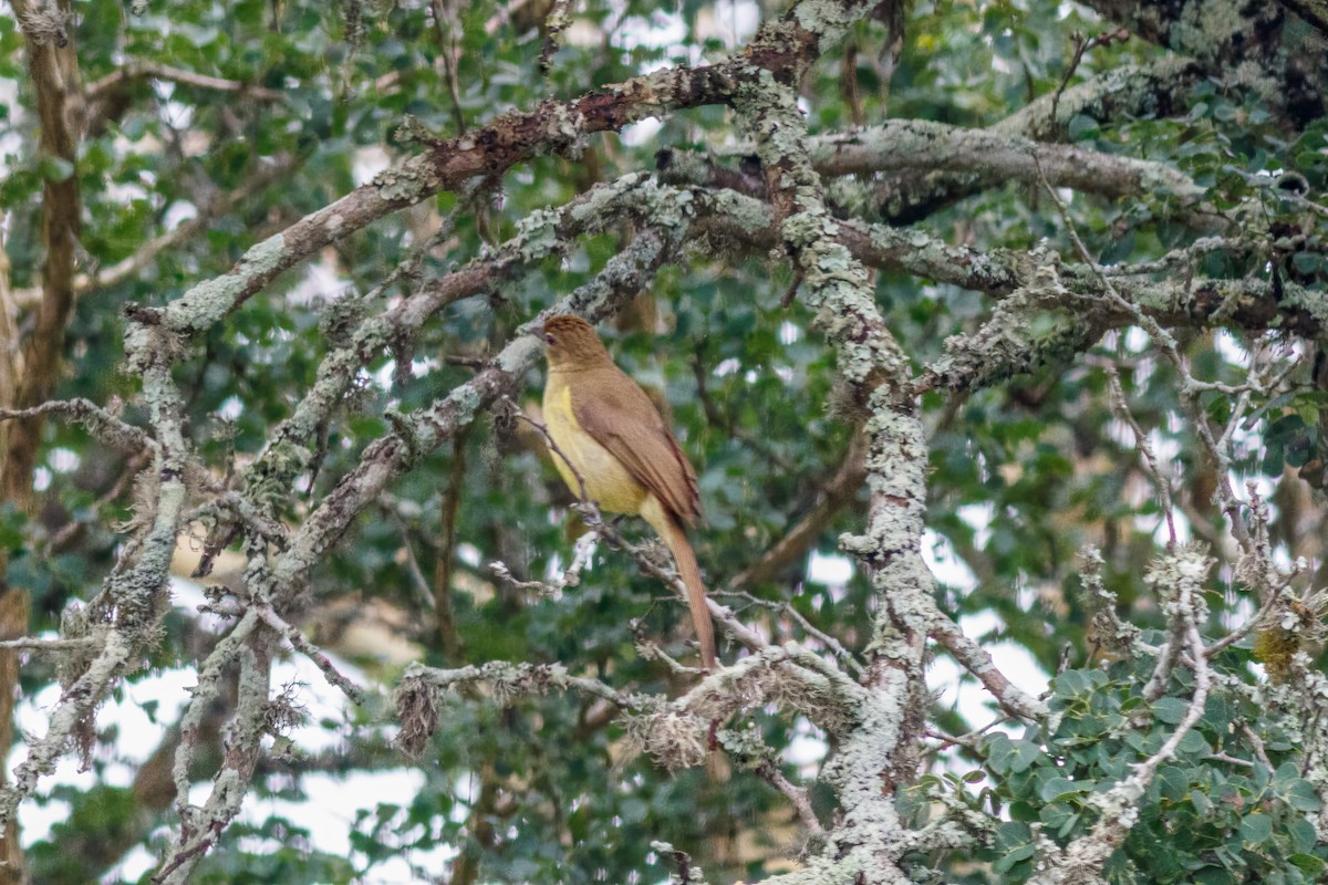 Yellow-bellied Greenbul - ML659128192