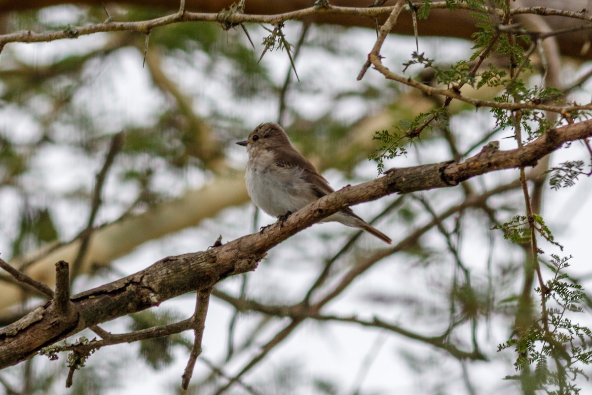 Spotted Flycatcher - ML659128550