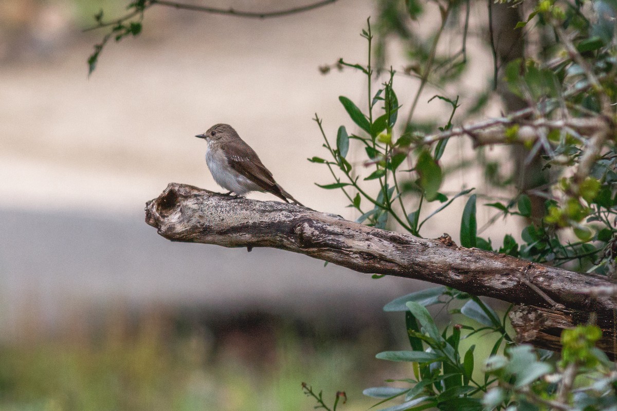 Spotted Flycatcher - ML659128551