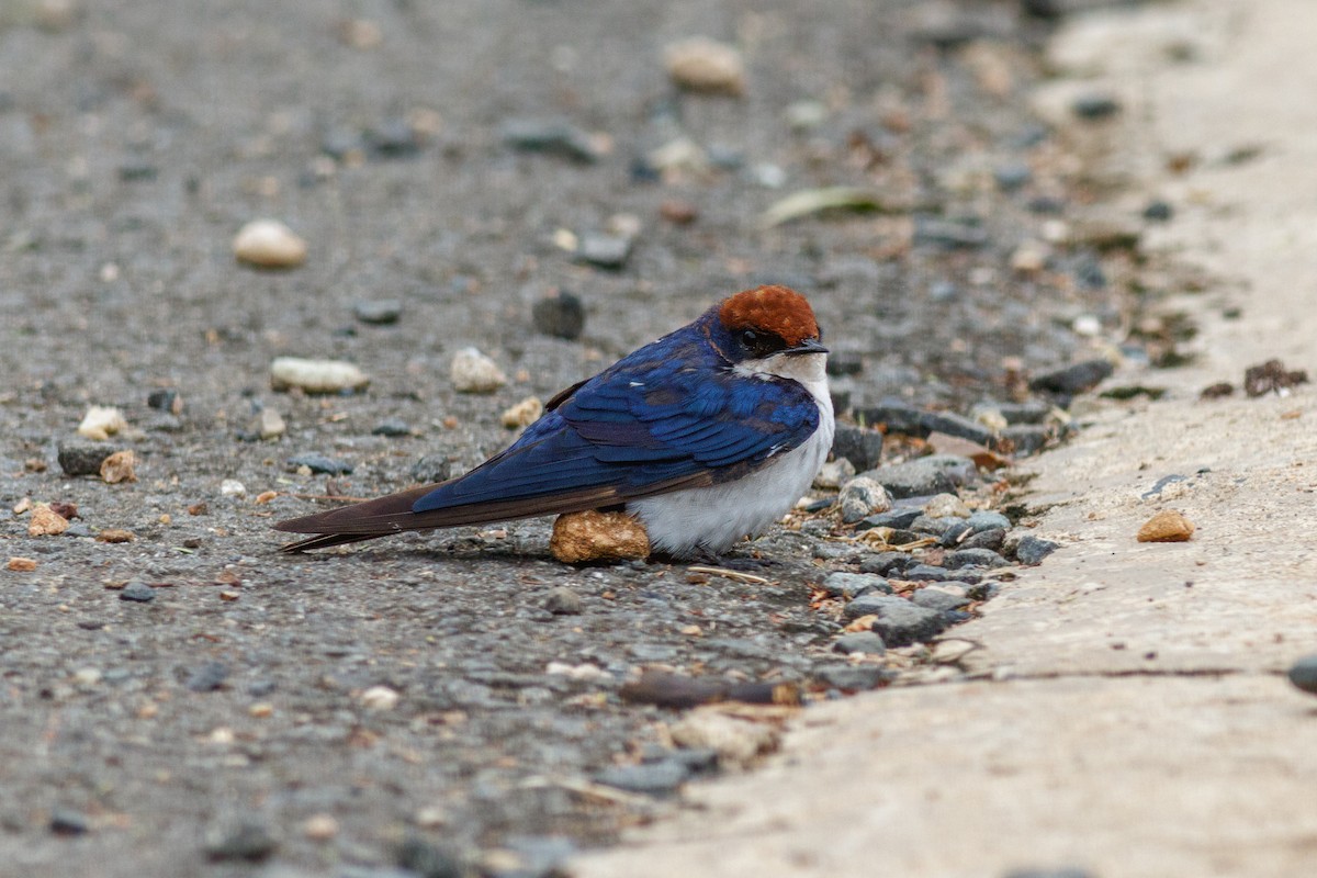 Wire-tailed Swallow - ML659128813