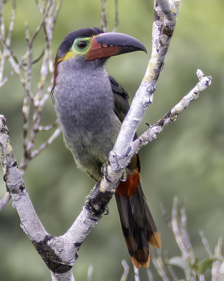Toucanet koulik - ML659129313