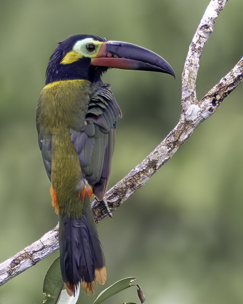 Toucanet koulik - ML659129314