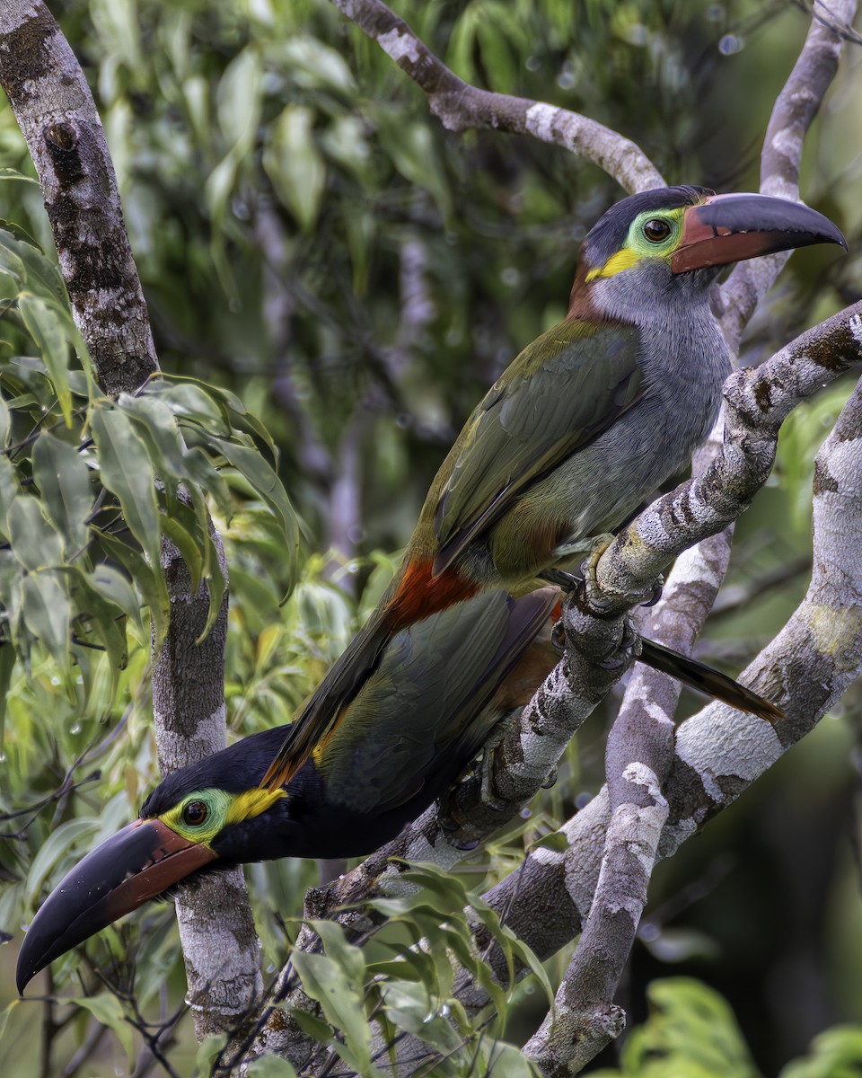Toucanet koulik - ML659129315