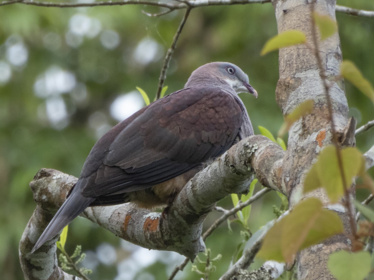 Mountain Imperial-Pigeon - ML659129472