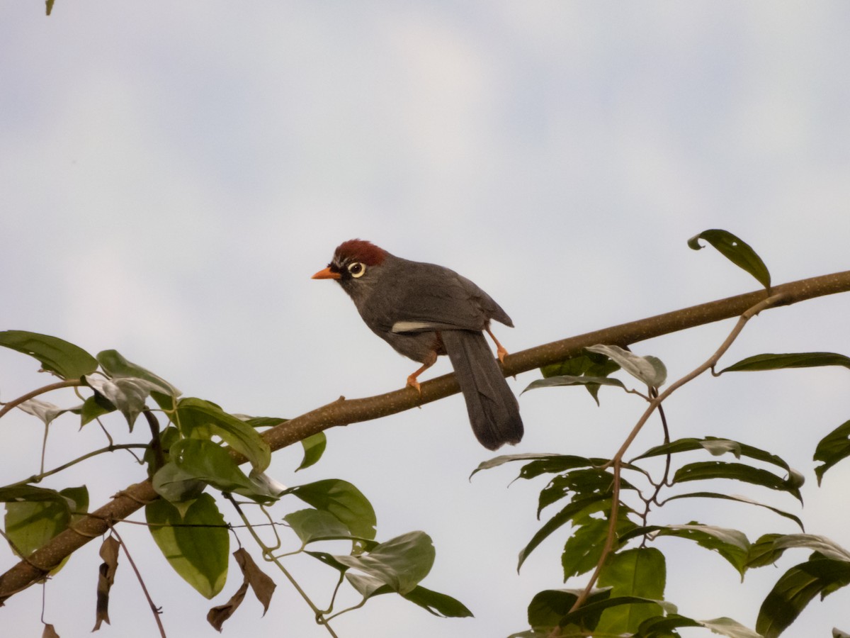 Chestnut-capped Laughingthrush - ML659129485