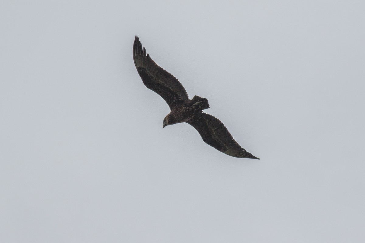 Bateleur - ML659129496