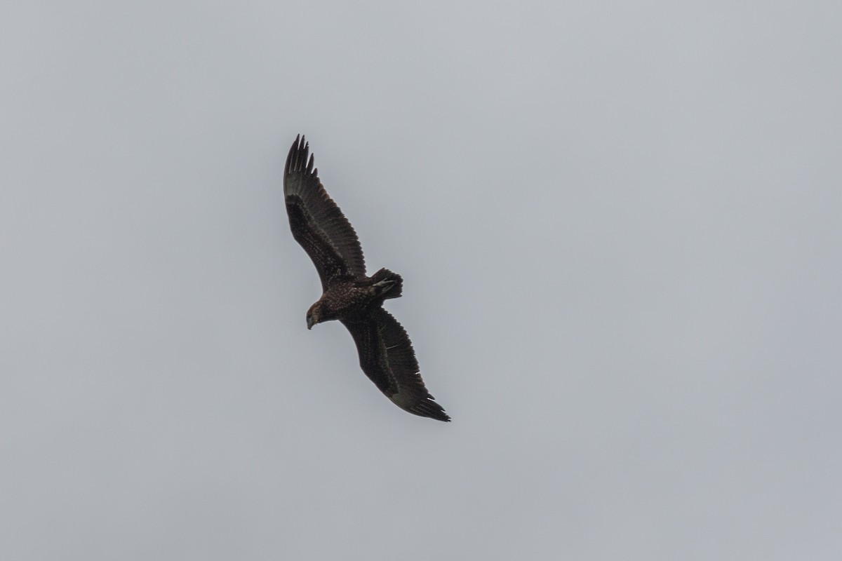 Bateleur - ML659129497