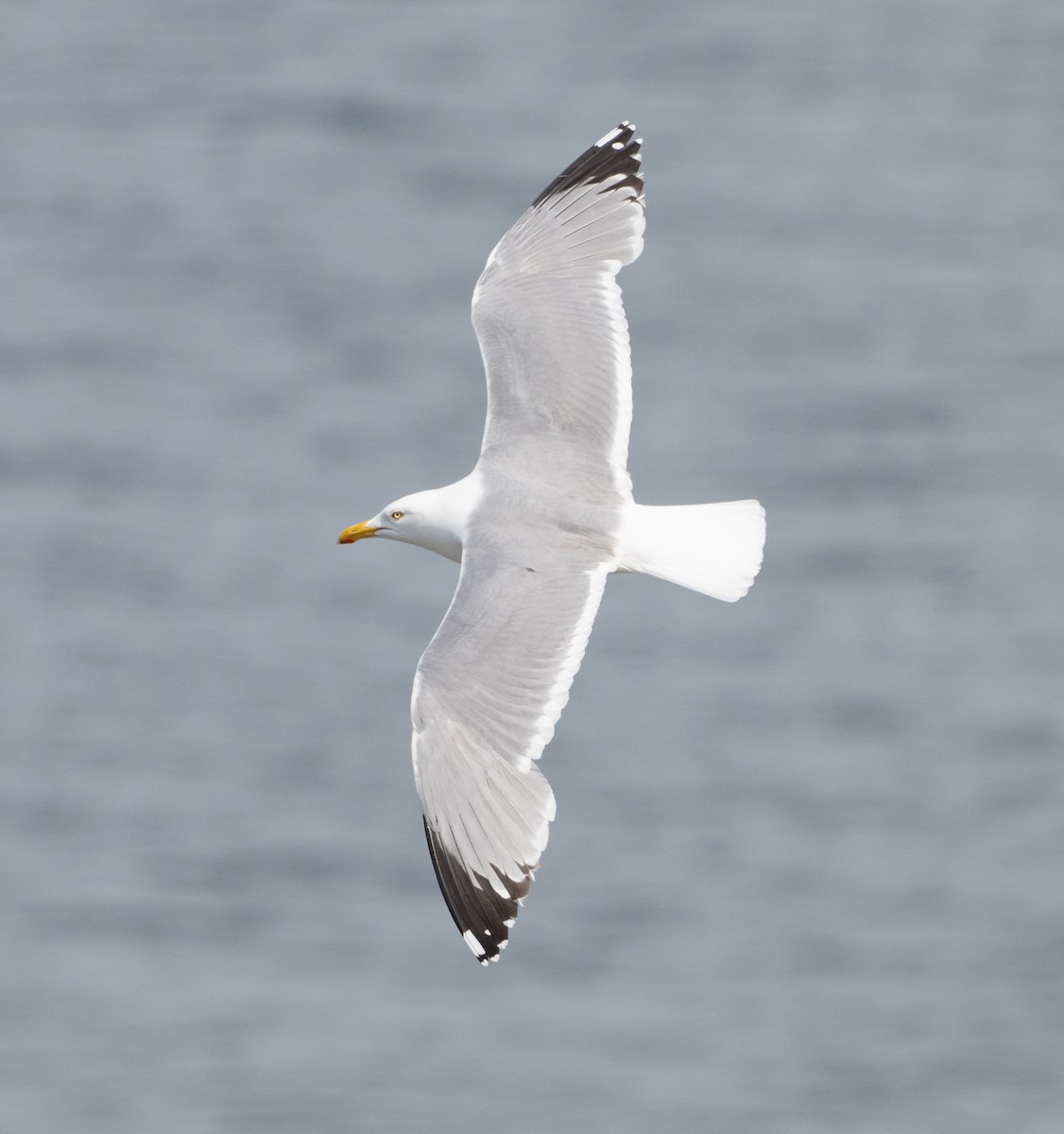 American Herring Gull - Larus smithsonianus - Media Search - Macaulay ...