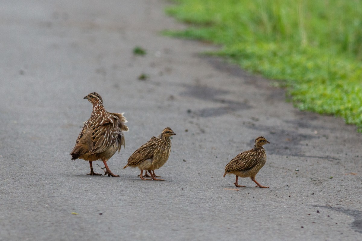 Crested Francolin (Crested) - ML659129725