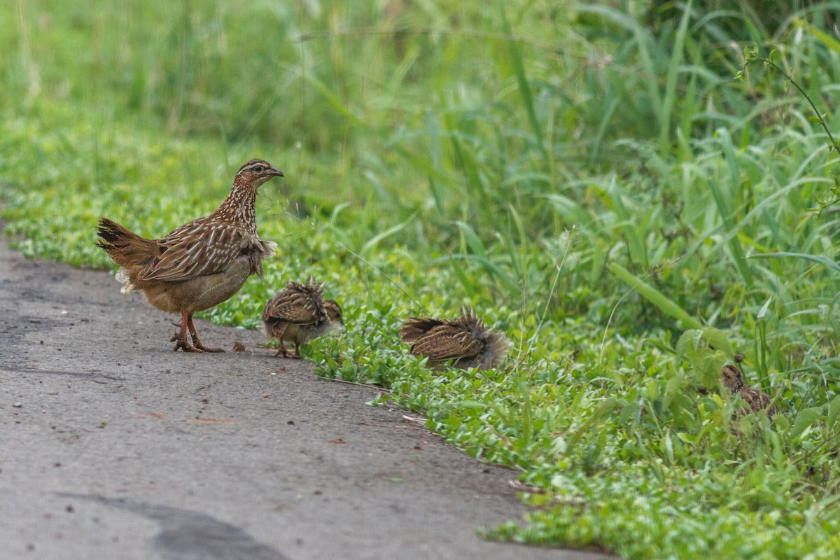 Crested Francolin (Crested) - ML659129726