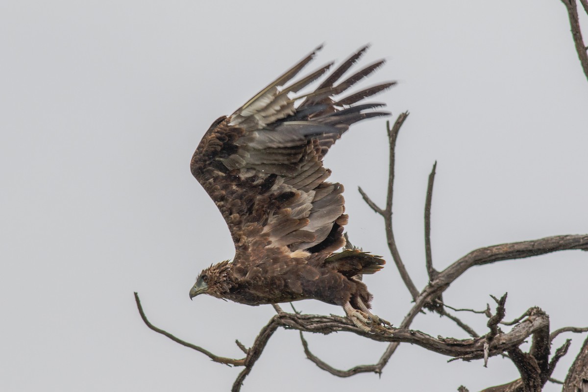 Bateleur - ML659129775