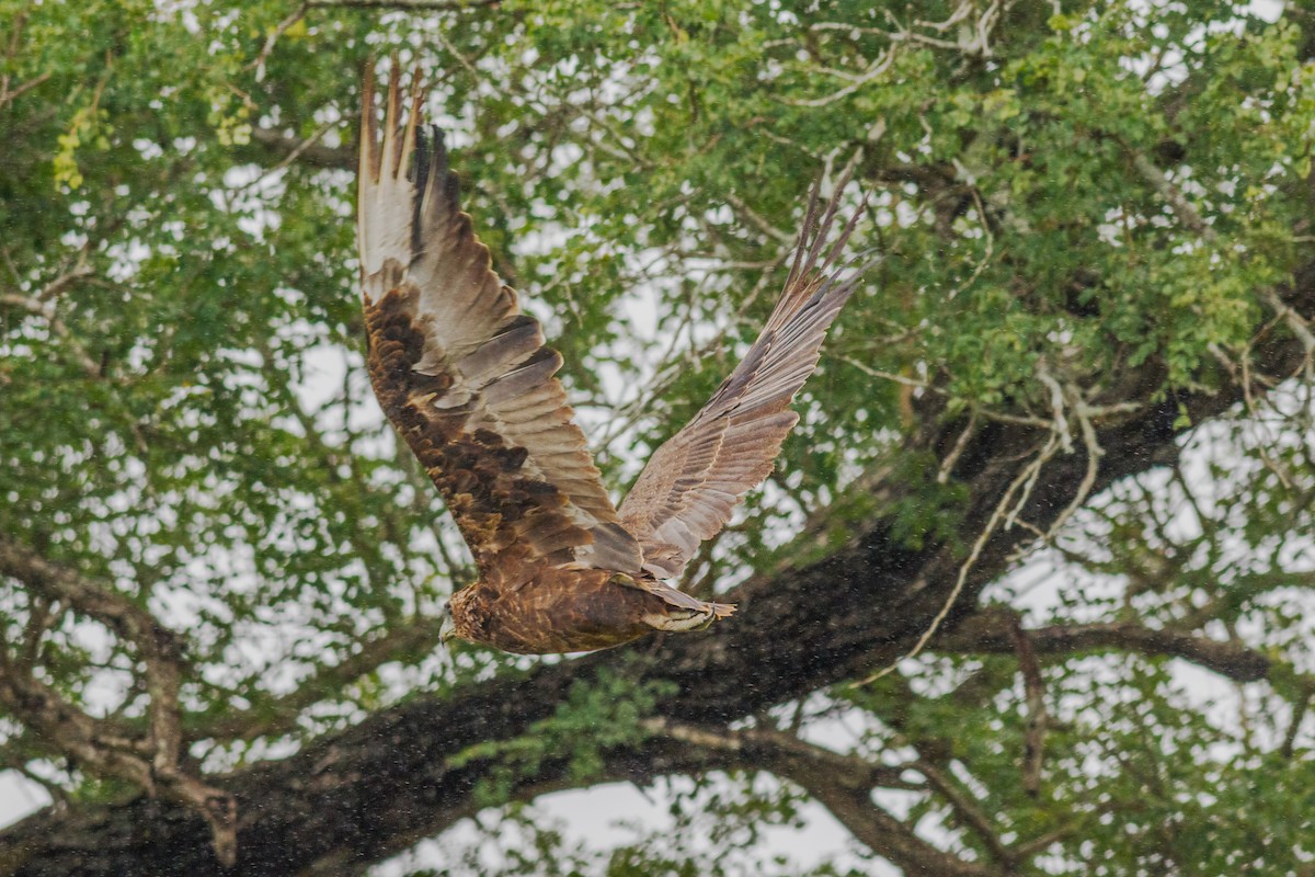 Bateleur - ML659129777