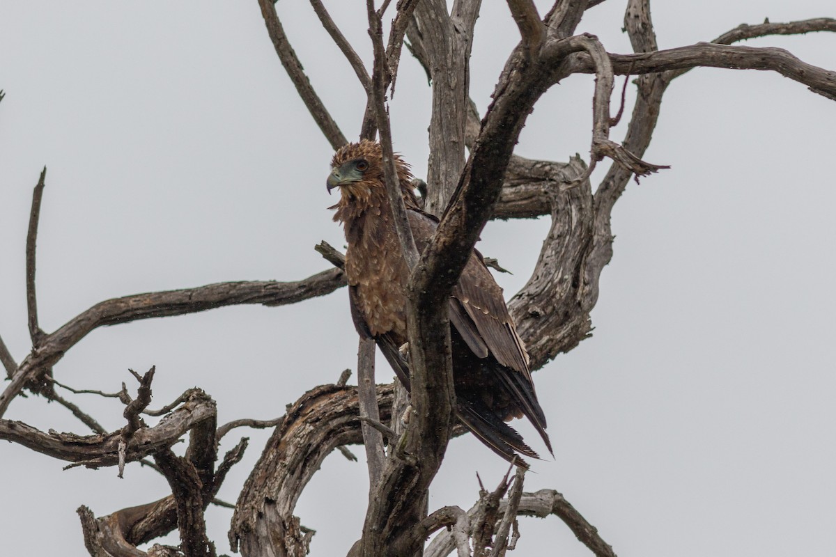 Bateleur - ML659129778