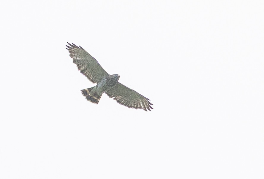 Broad-winged Hawk - ML659130222