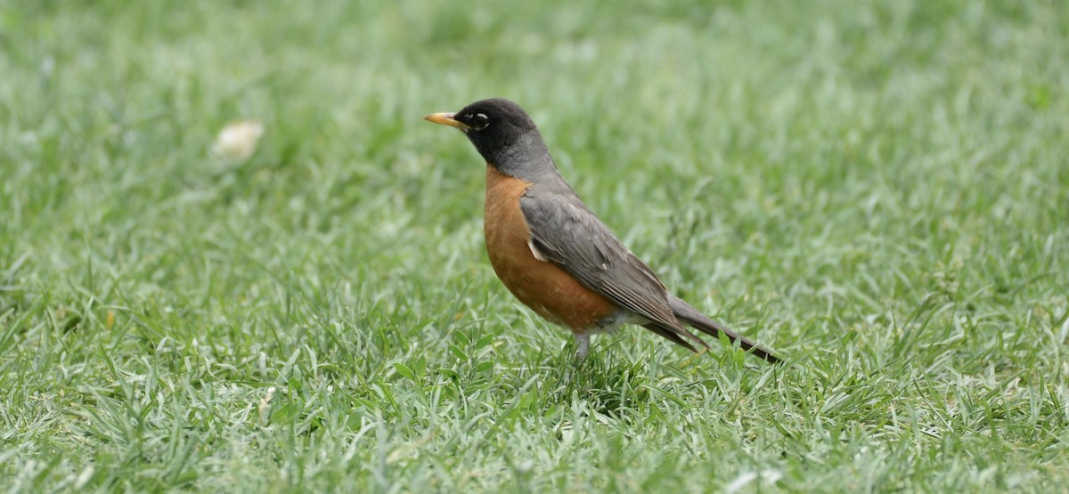 American Robin - ML659130666
