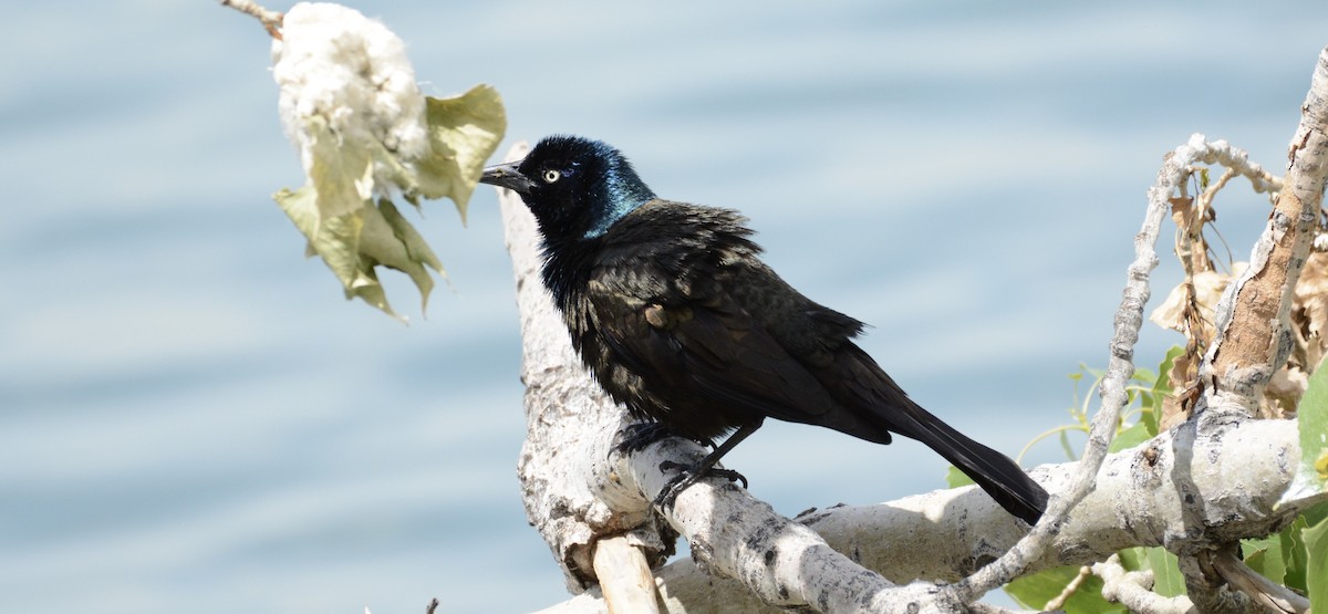 Common Grackle - ML659130675